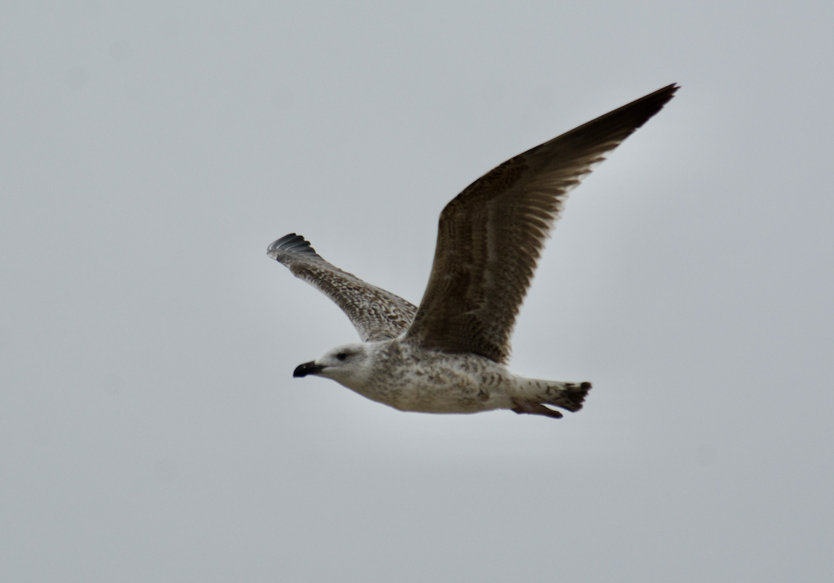Yellow-legged Gull - ML645447088