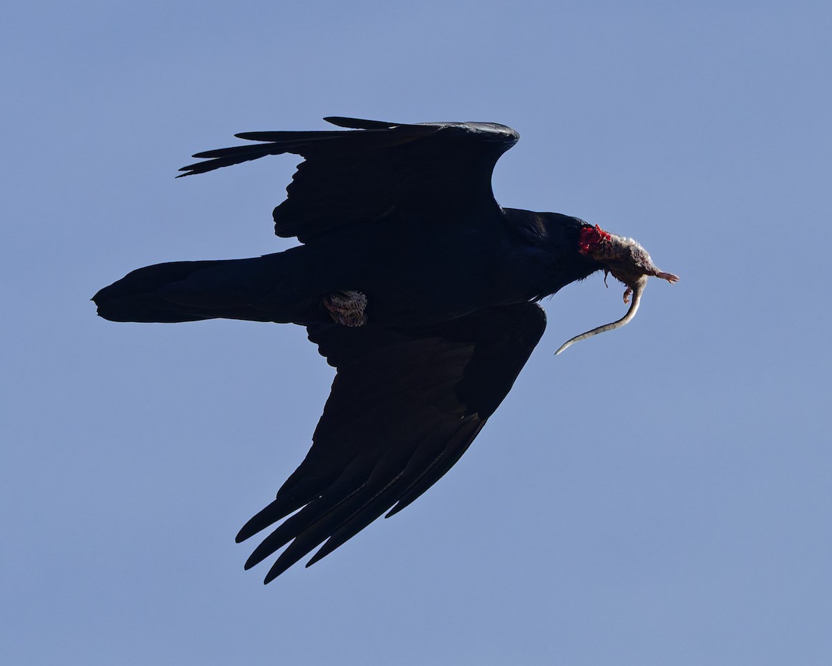 Common Raven - ML645447089