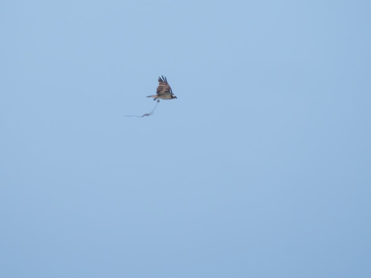 orlovec říční - ML645447091