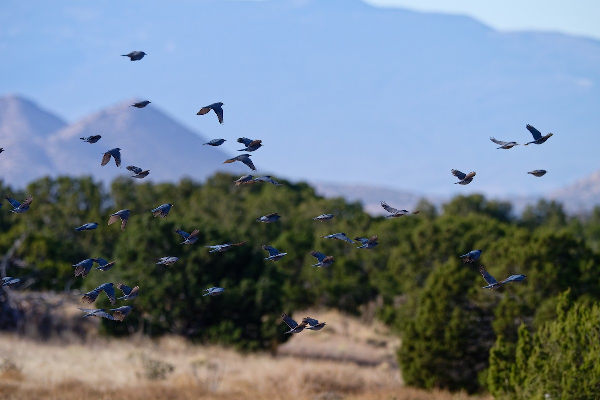 sojka modrá - ML645447095