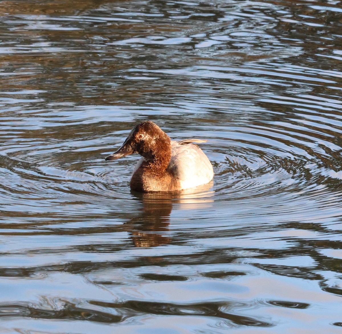 Common Pochard - ML645447096