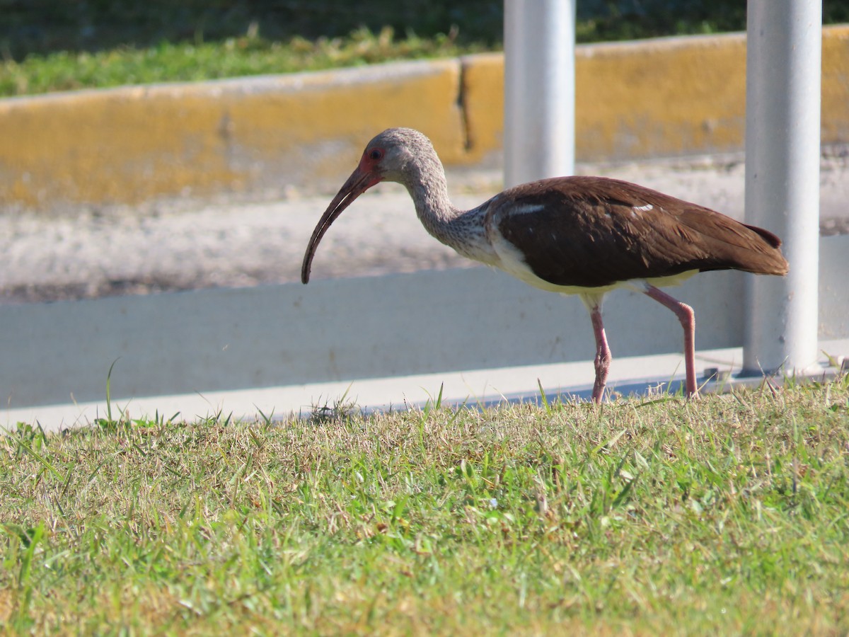 White Ibis - ML645447117