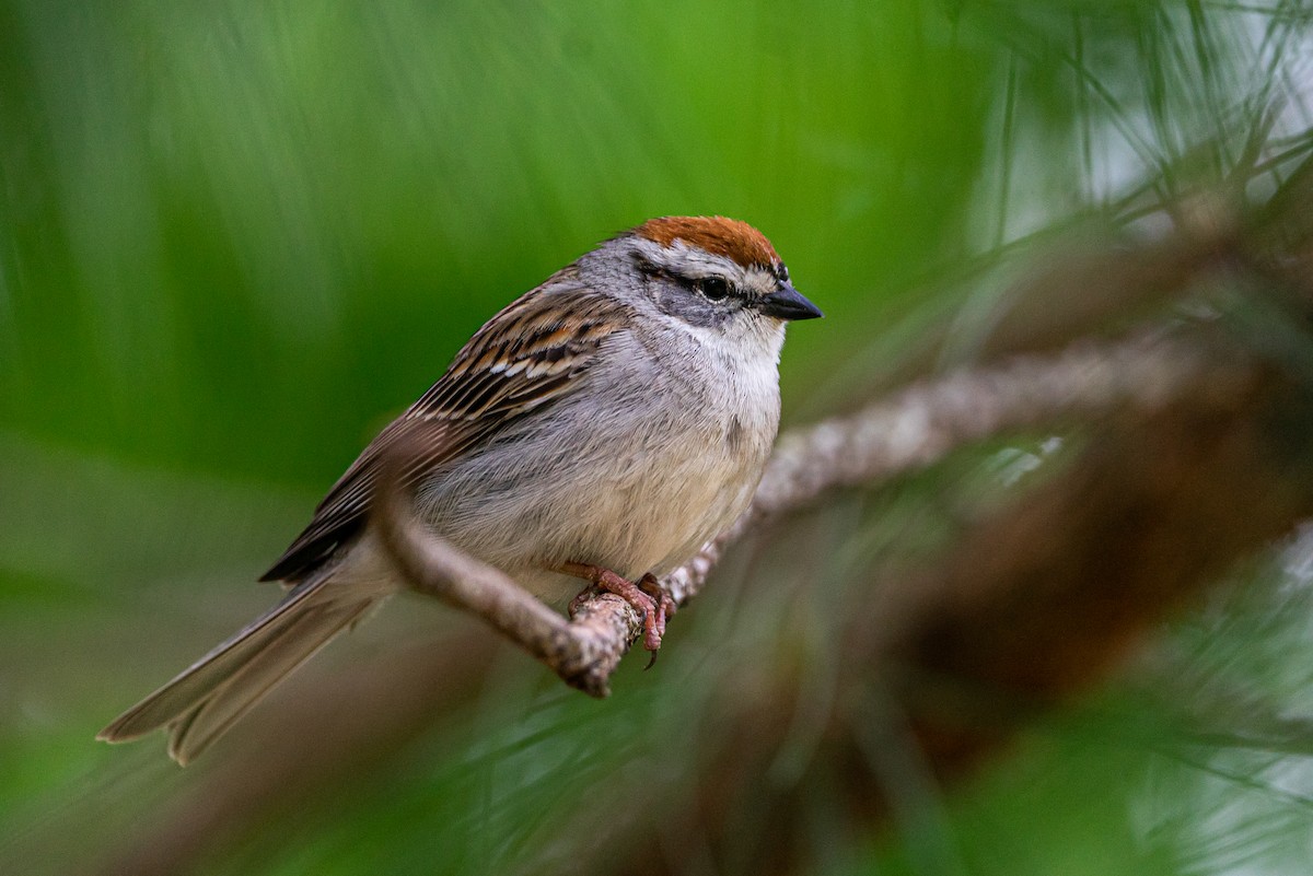 Chipping Sparrow - ML645447119