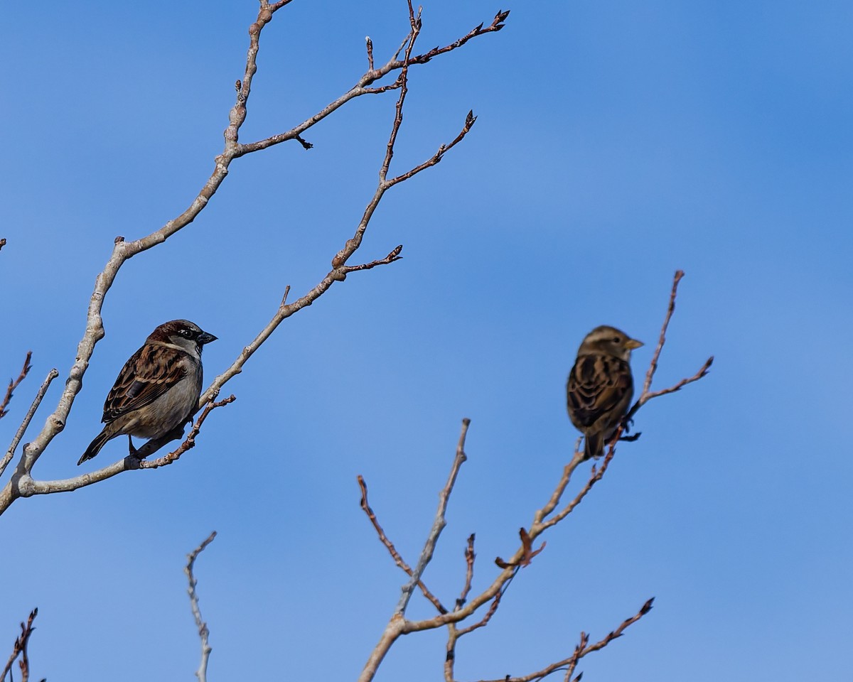 Gorrión Común - ML645447121