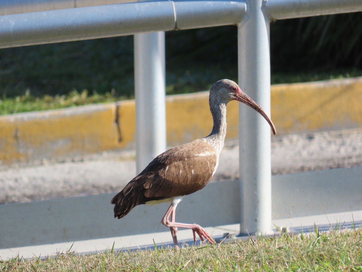 White Ibis - ML645447122