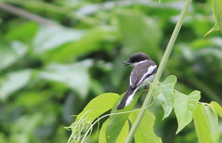 Bar-winged Flycatcher-shrike - ML645447129