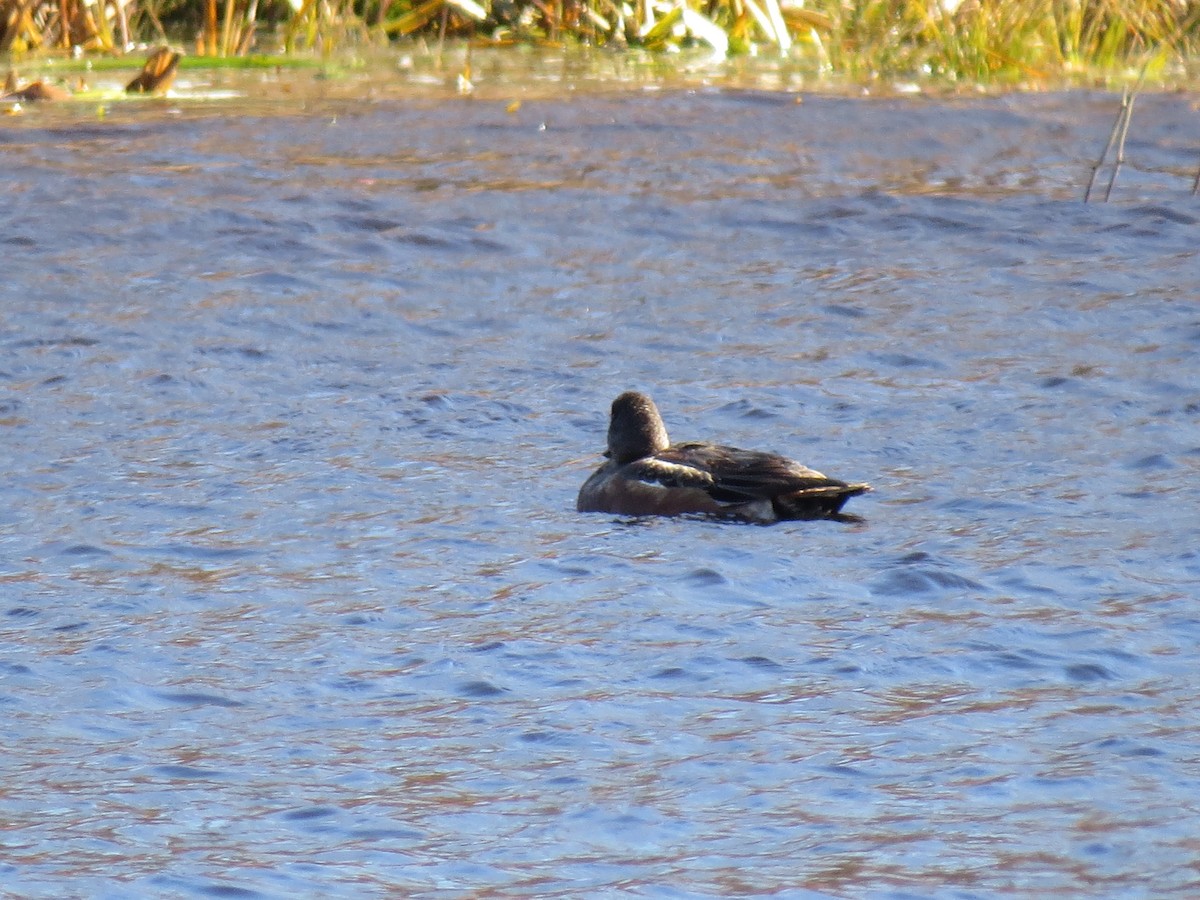 American Wigeon - ML645447134