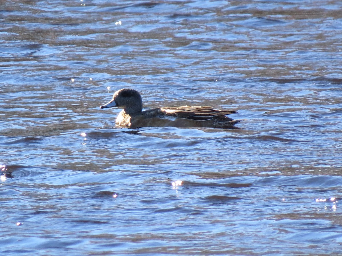 American Wigeon - ML645447136