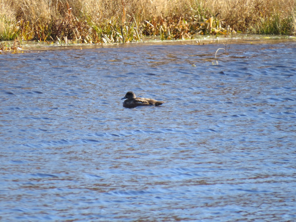 American Wigeon - ML645447137