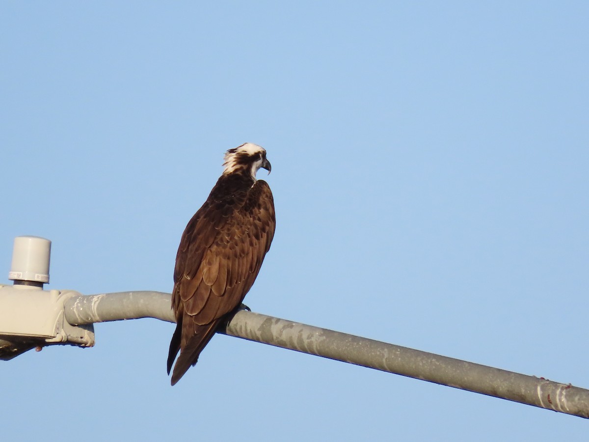 Osprey - ML645447139