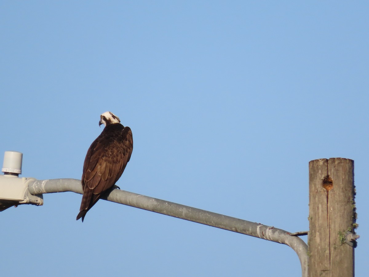 Osprey - ML645447144
