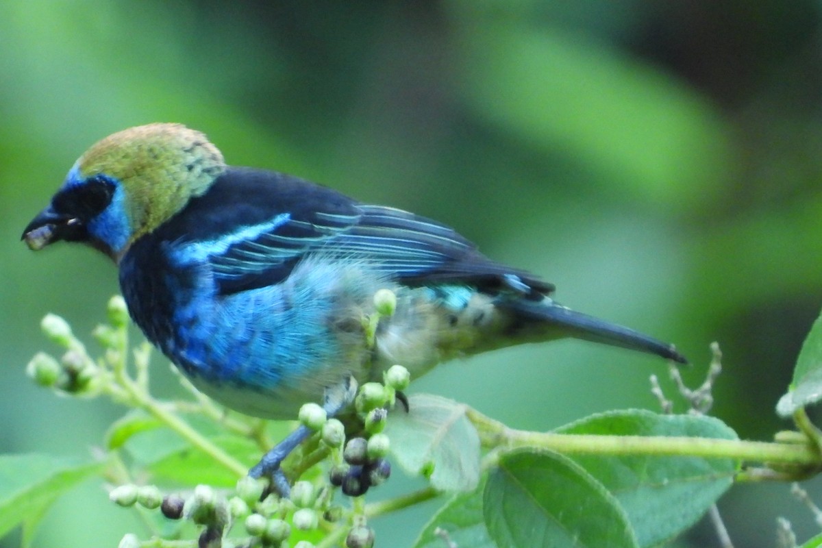 Золотистоголовая танагра - ML645447146