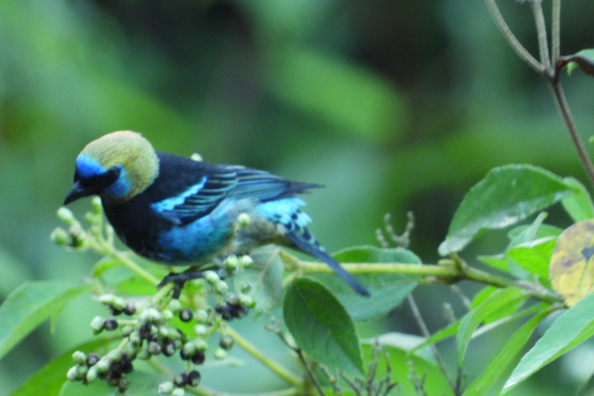 Золотистоголовая танагра - ML645447147