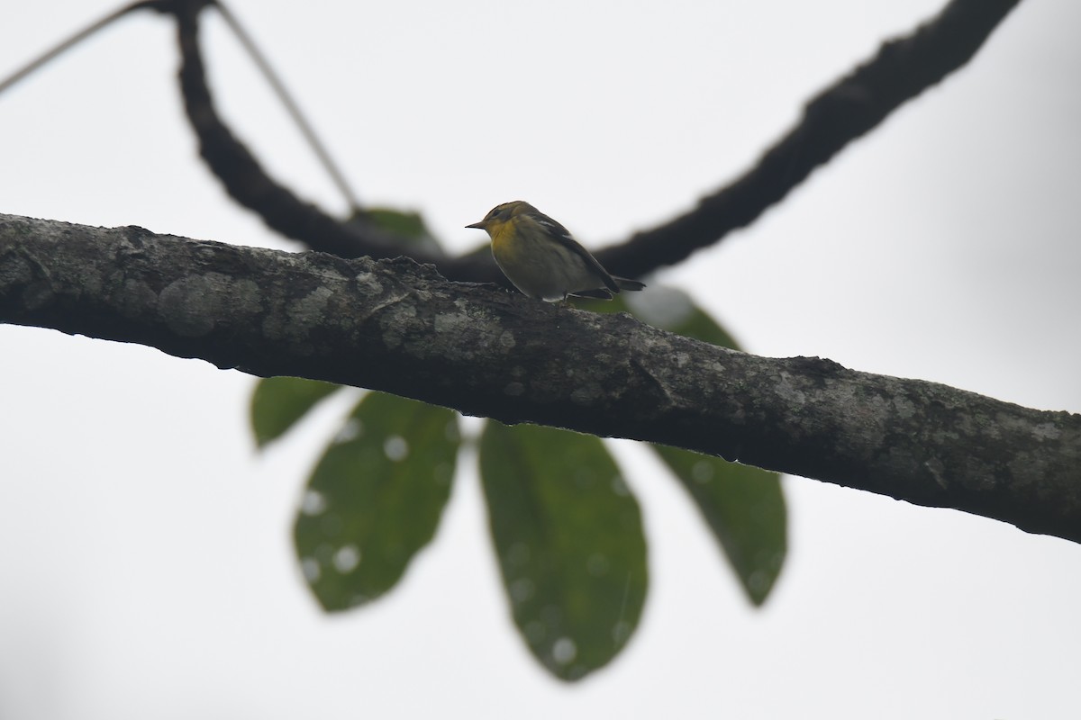 Blackburnian Warbler - ML645447153