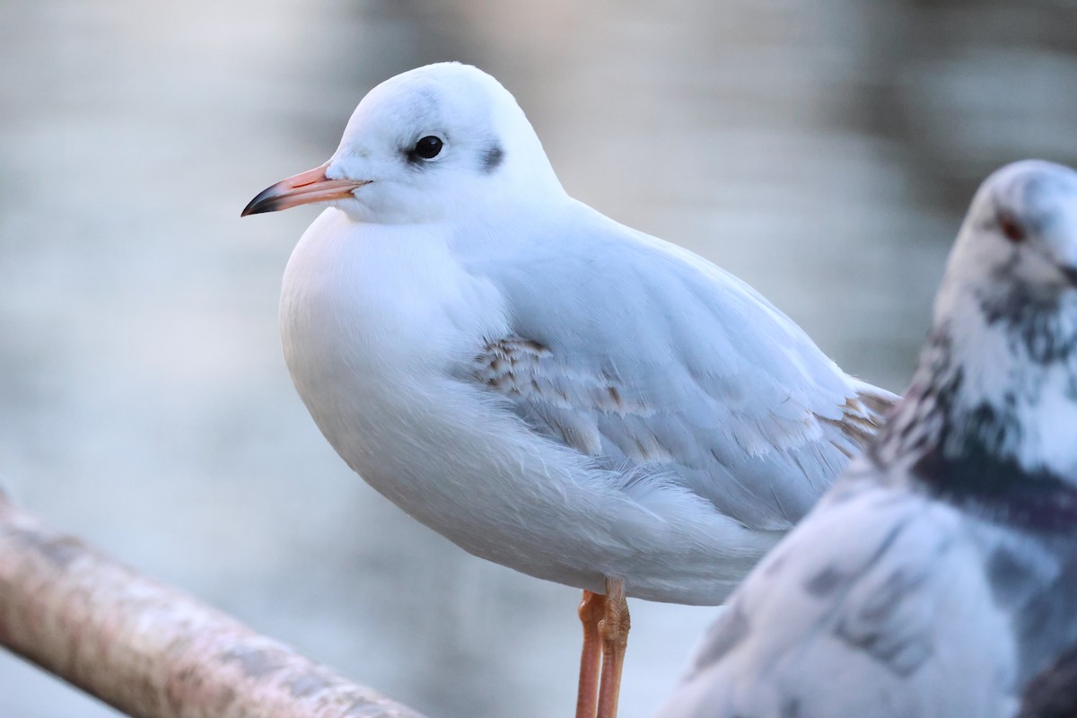 racek chechtavý - ML645447154