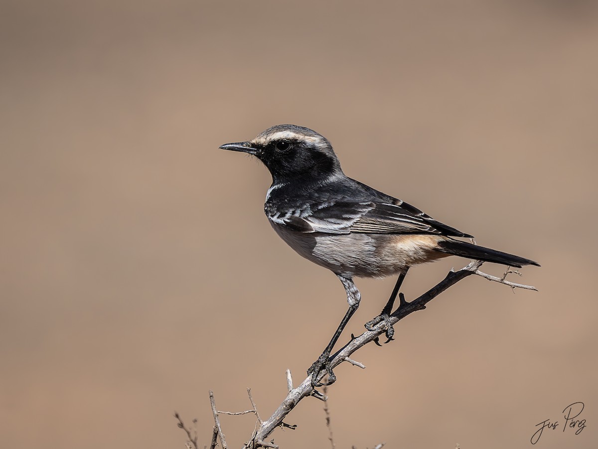 bělořit šedohlavý - ML645447165