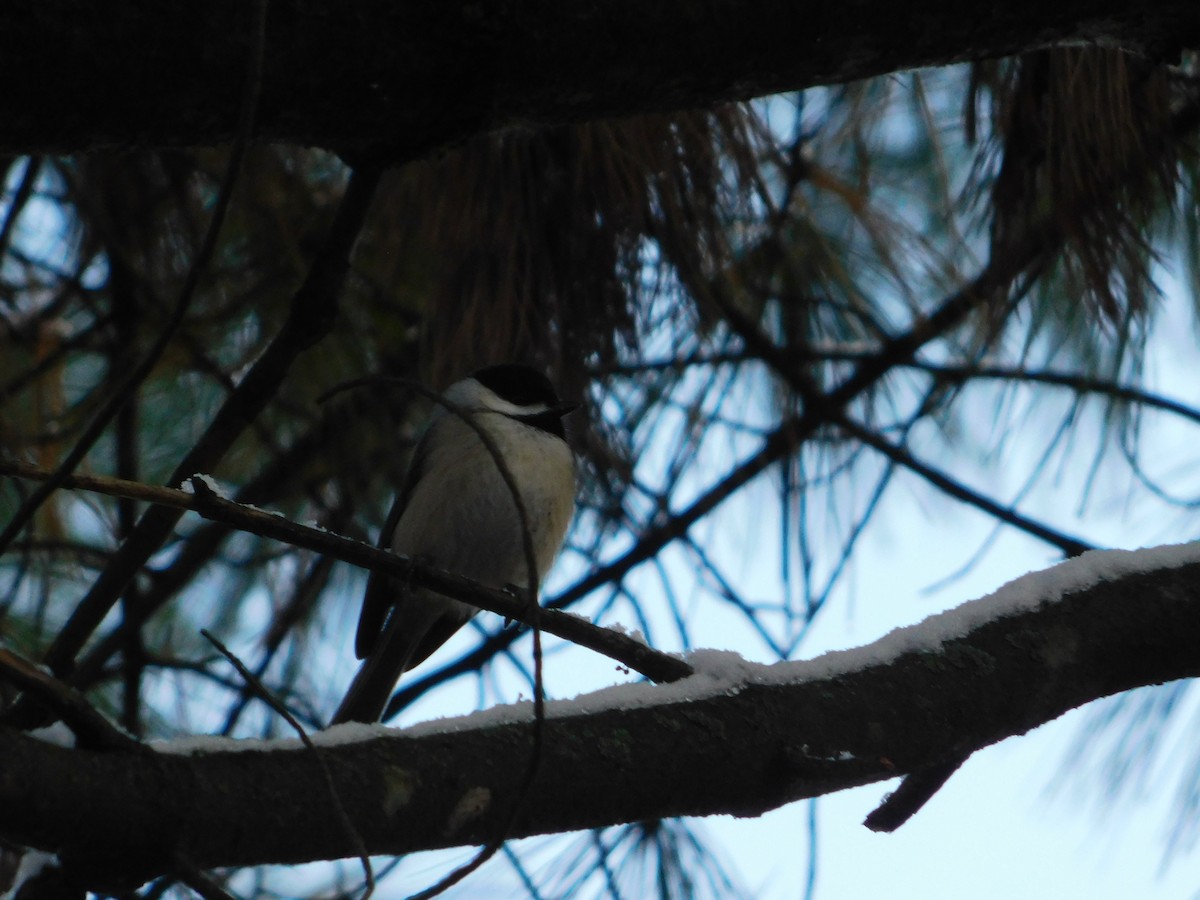 Каролинская гаичка - ML645447174