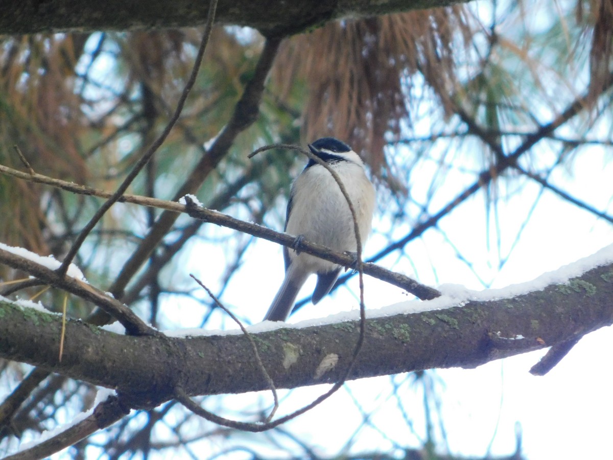 Каролинская гаичка - ML645447175