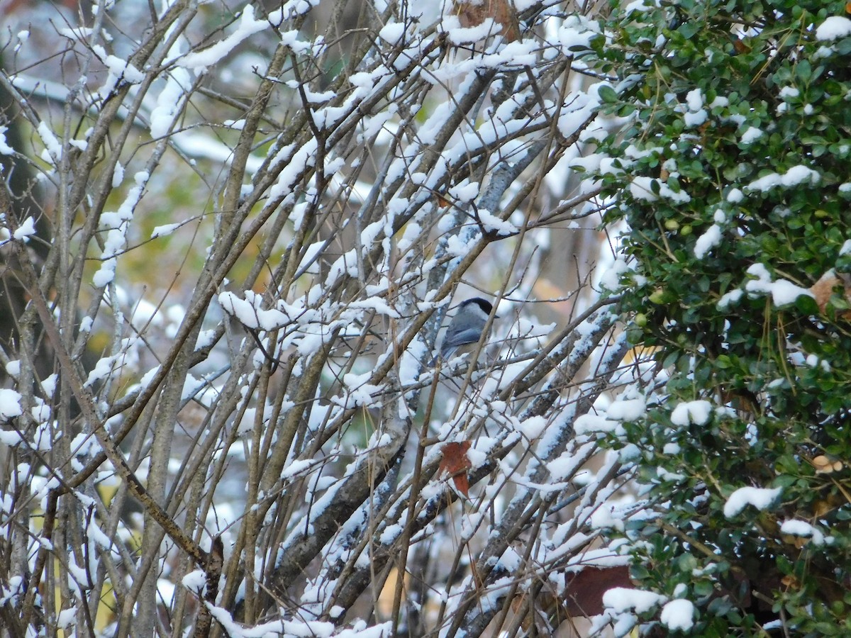 Каролинская гаичка - ML645447176