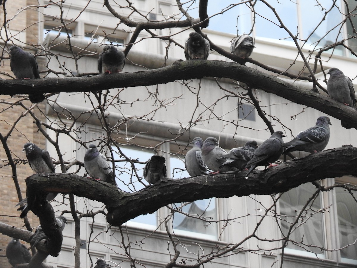 Rock Pigeon (Feral Pigeon) - ML645447177