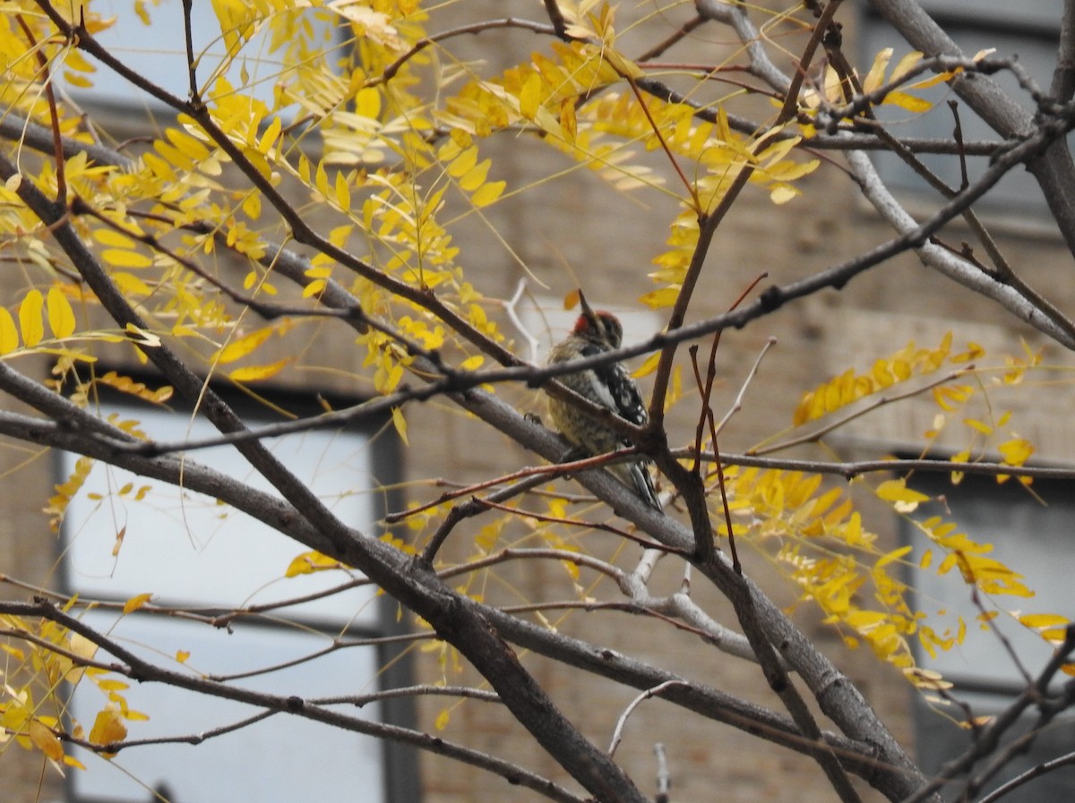Yellow-bellied Sapsucker - ML645447184