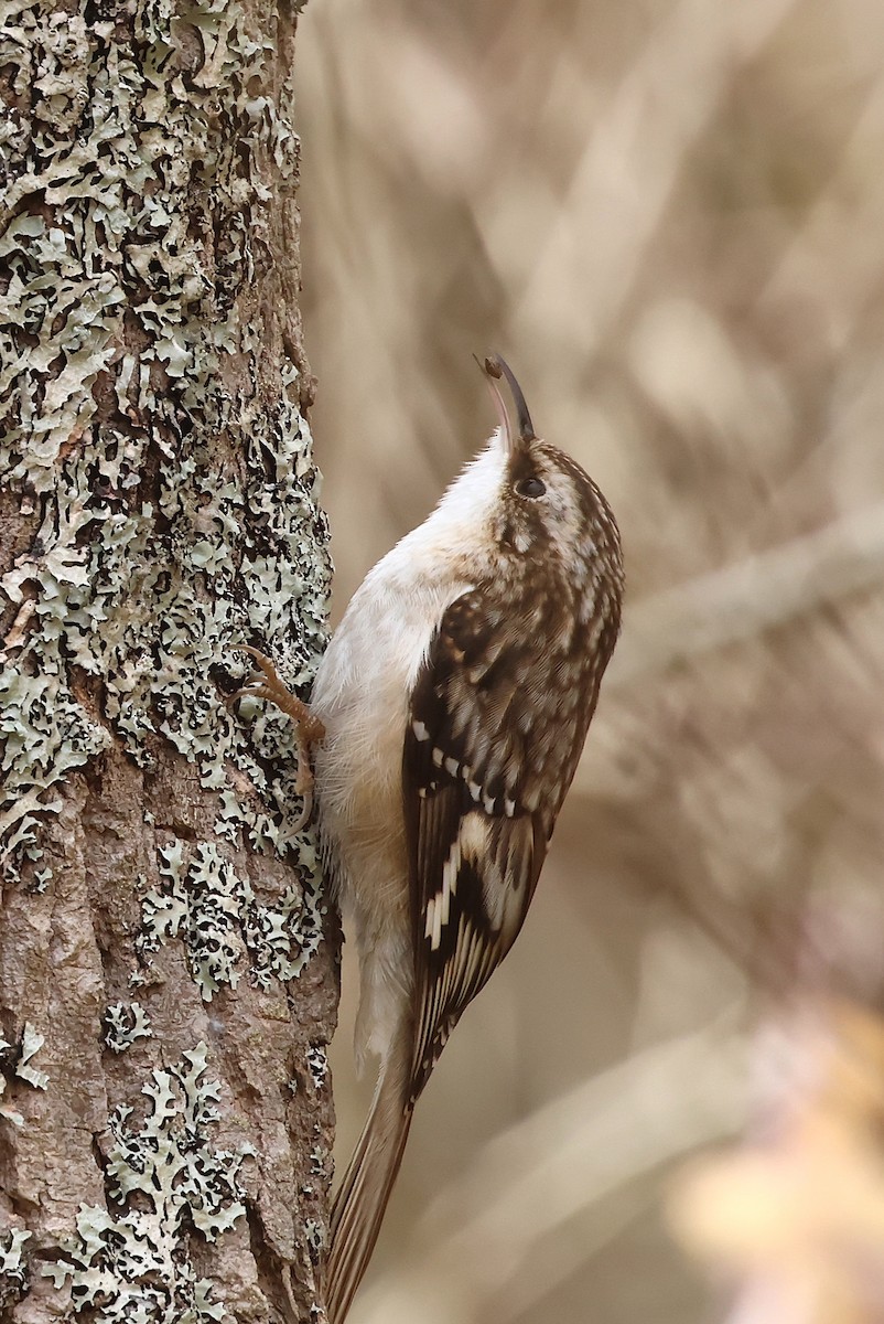 Brown Creeper - ML645447186