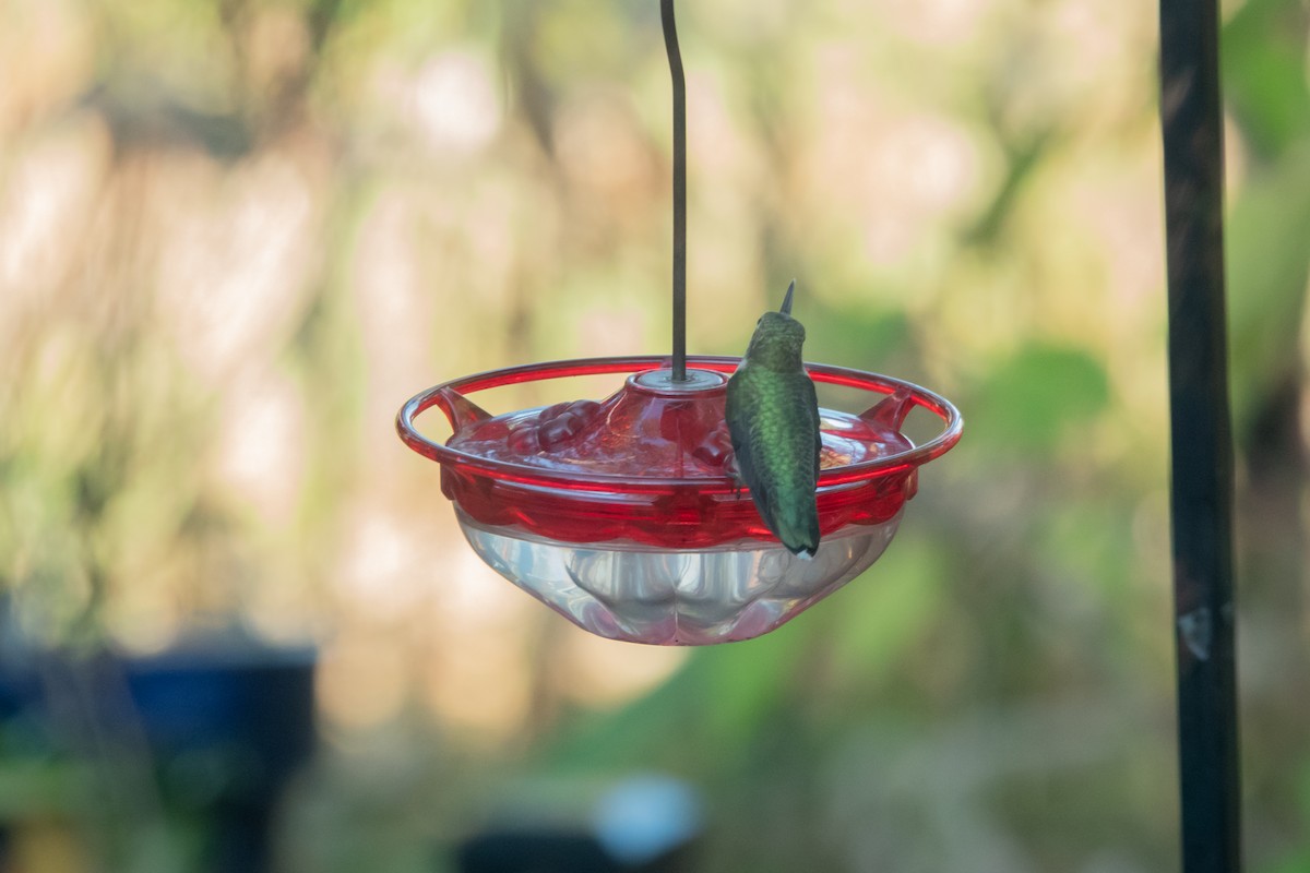 Рубиновогорлый колибри - ML645447188