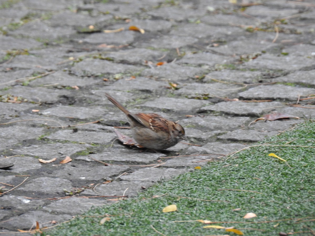 White-throated Sparrow - ML645447195
