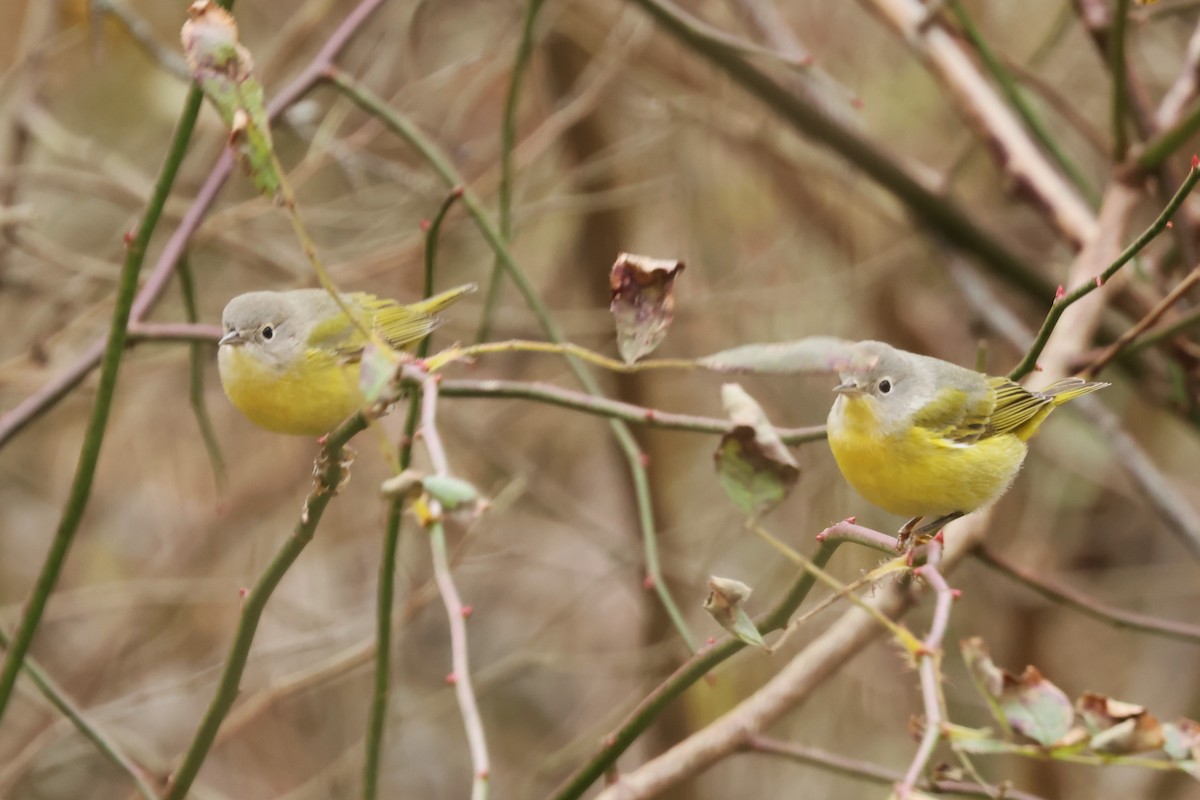 Nashville Warbler - ML645447196