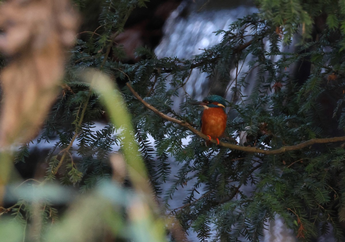 ledňáček říční - ML645447197