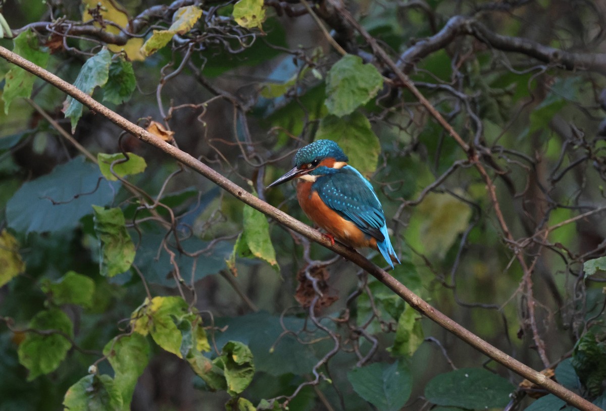 ledňáček říční - ML645447198