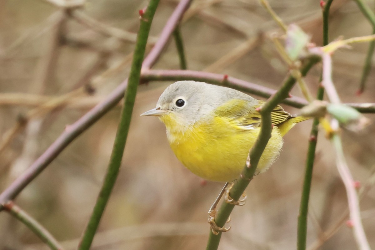 Nashville Warbler - ML645447199