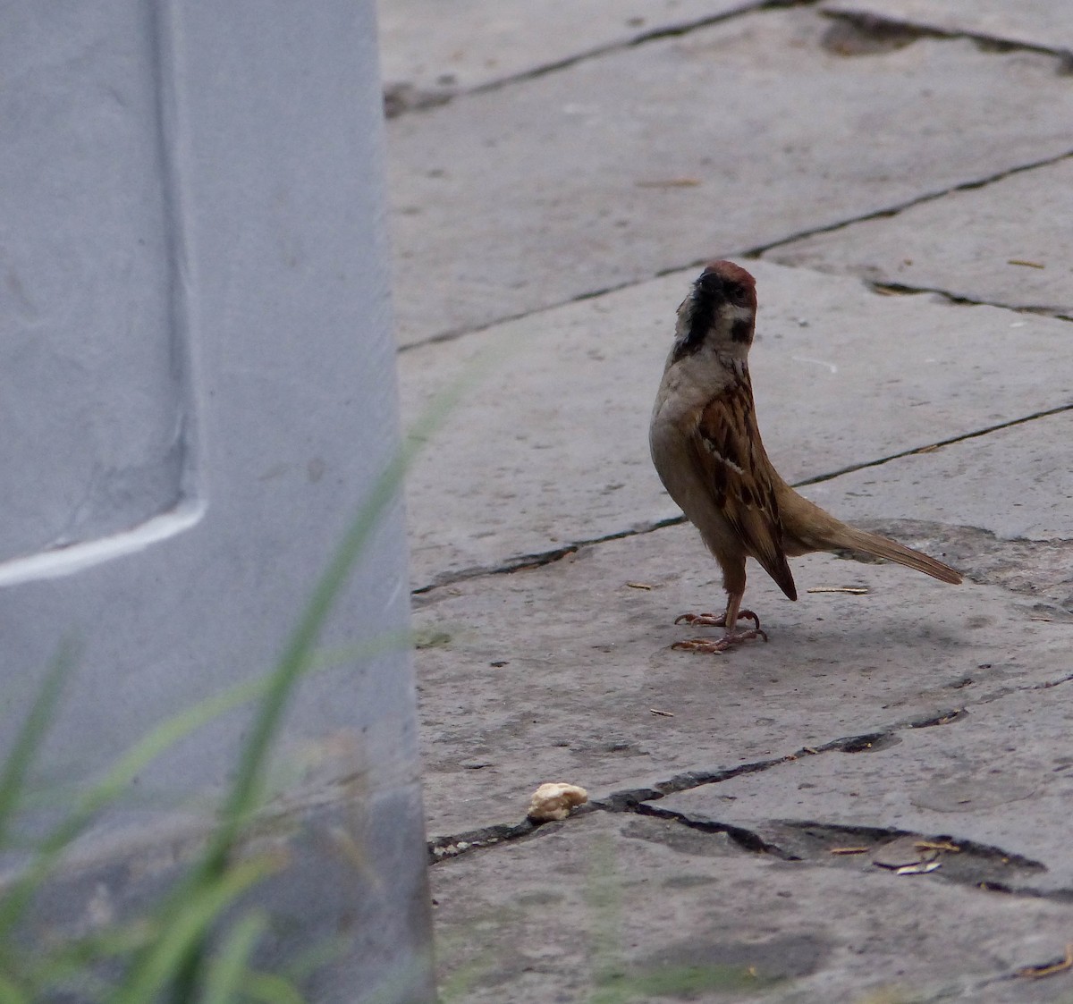 Ağaç Serçesi - ML645447200