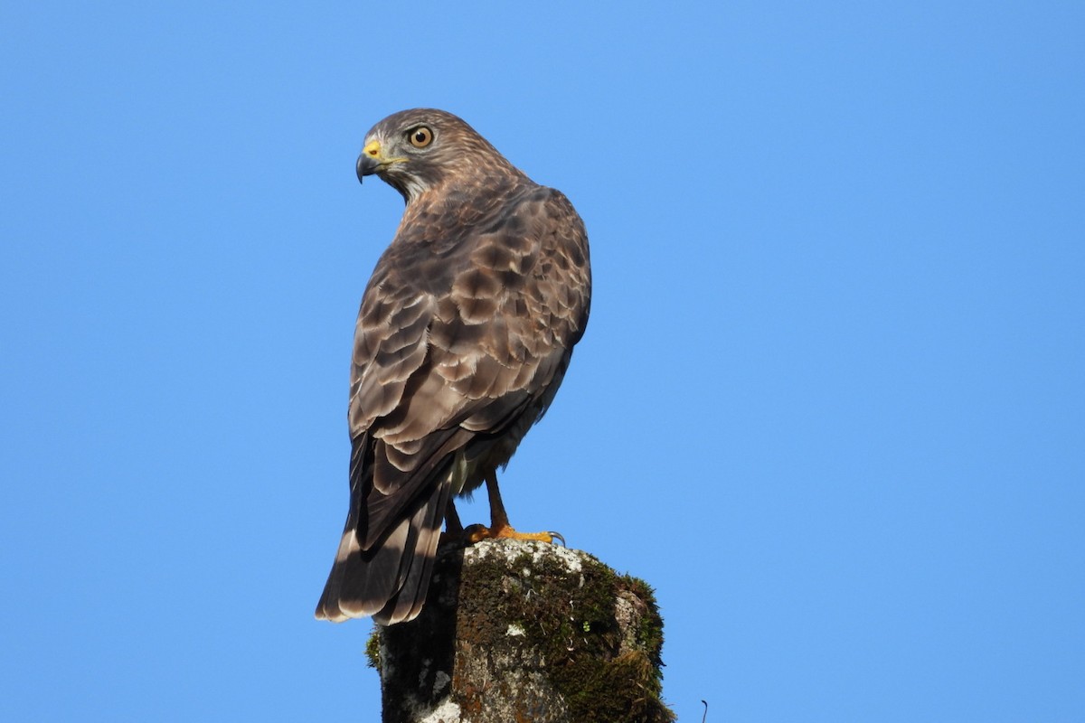Broad-winged Hawk - ML645447211