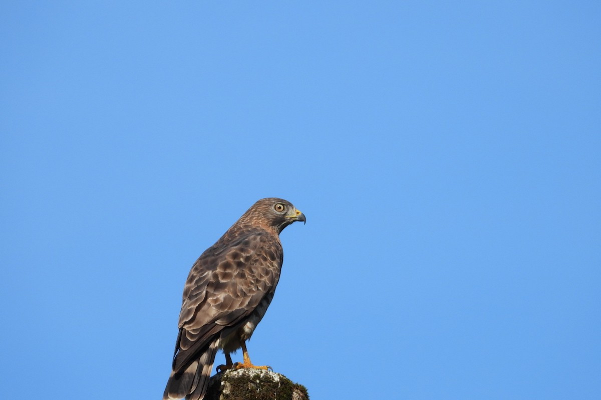 Broad-winged Hawk - ML645447212