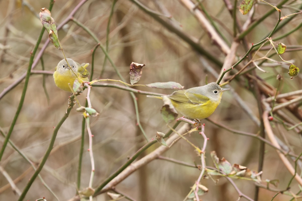 Nashville Warbler - ML645447215