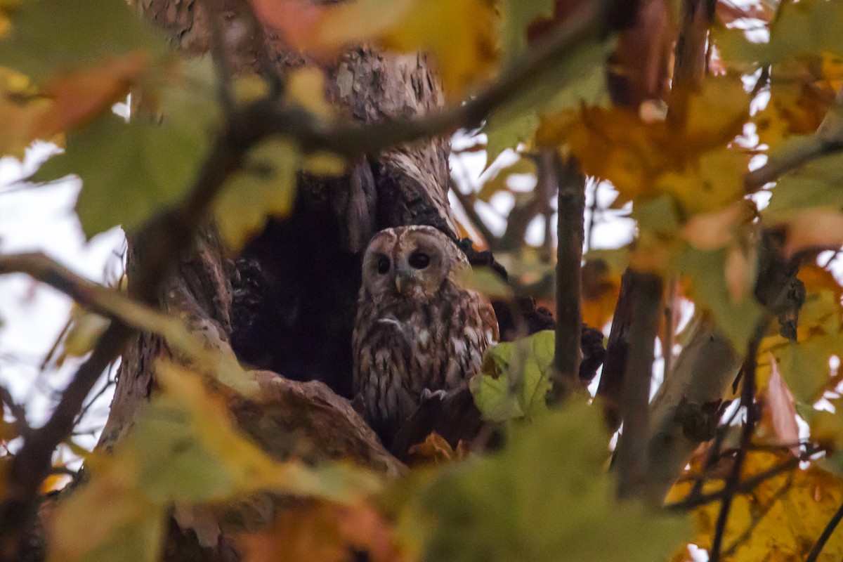 Chouette hulotte - ML645447217