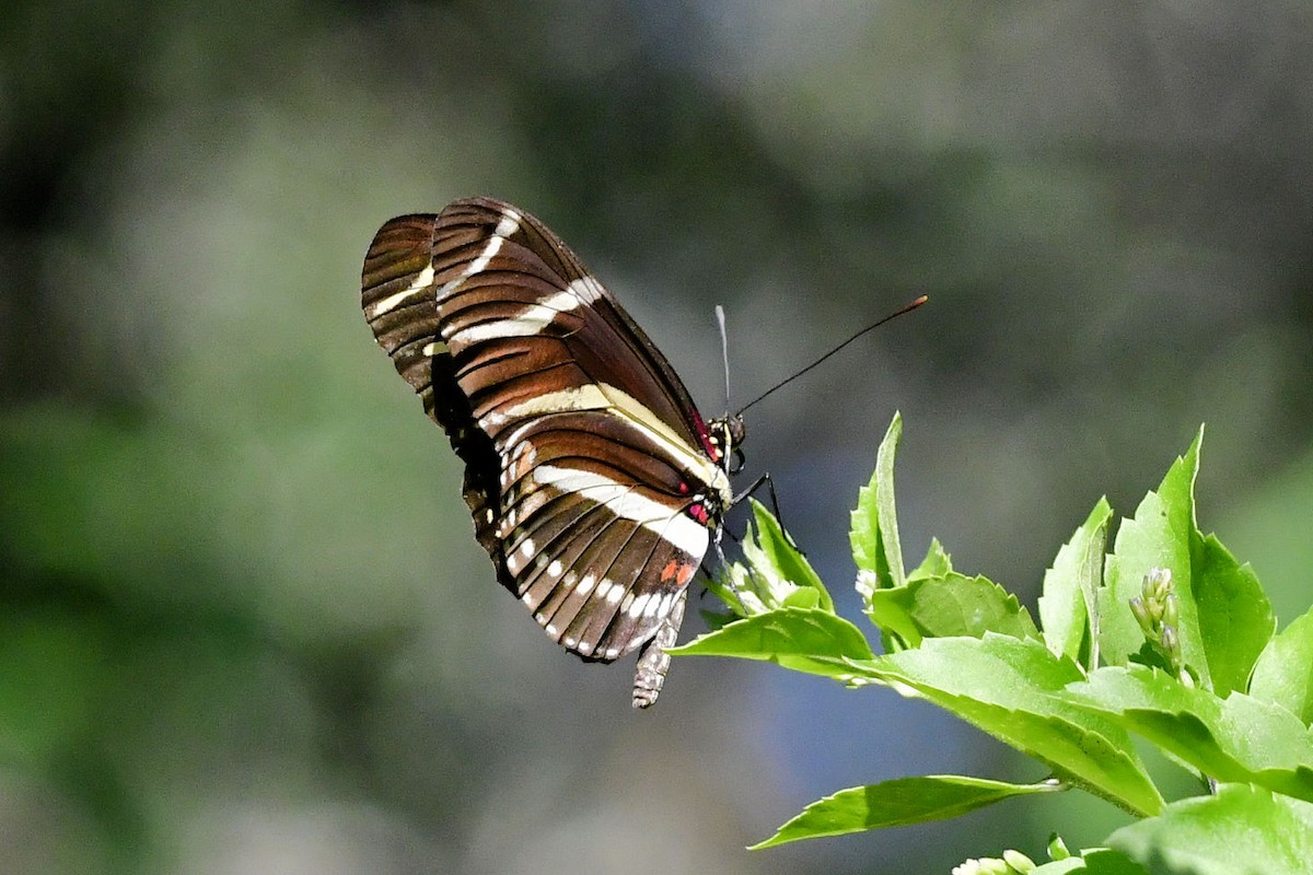 Zebra Longwing - ML645447220