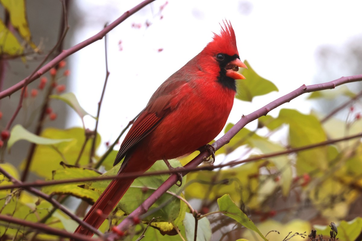 Northern Cardinal - ML645447222
