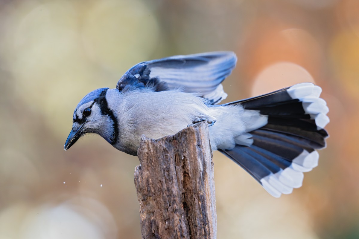 Blue Jay - ML645447224