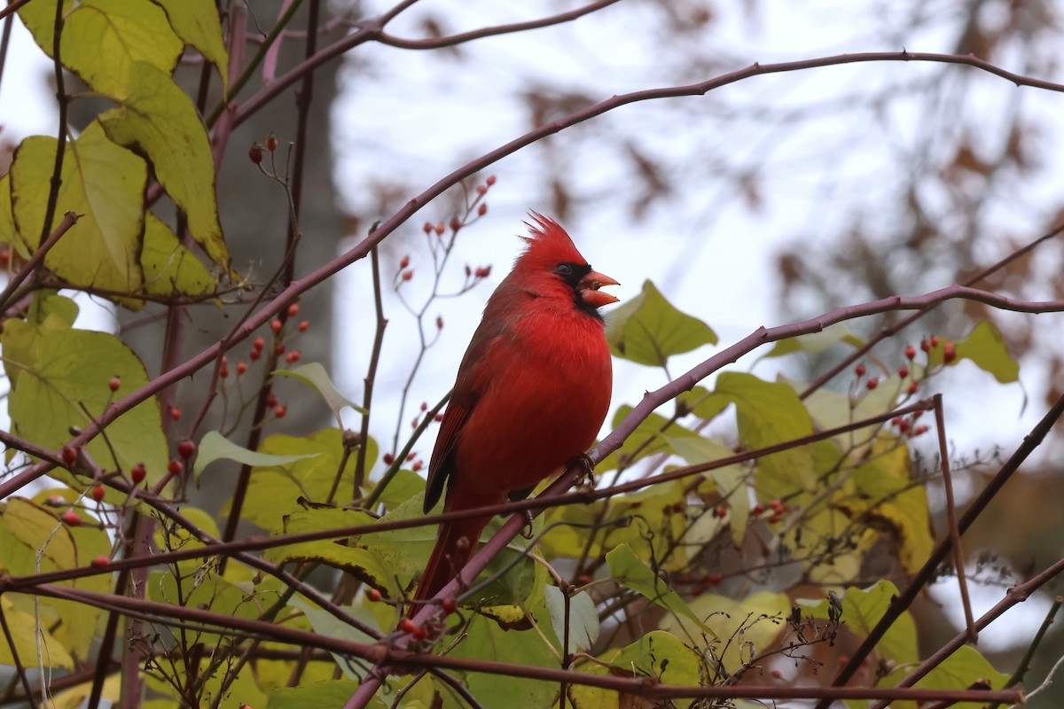 Northern Cardinal - ML645447229