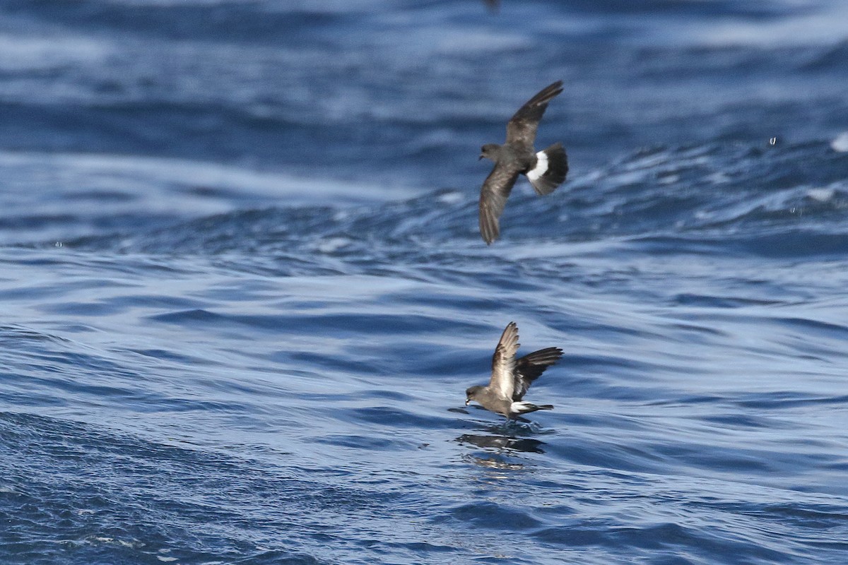 European Storm-Petrel - ML645447235