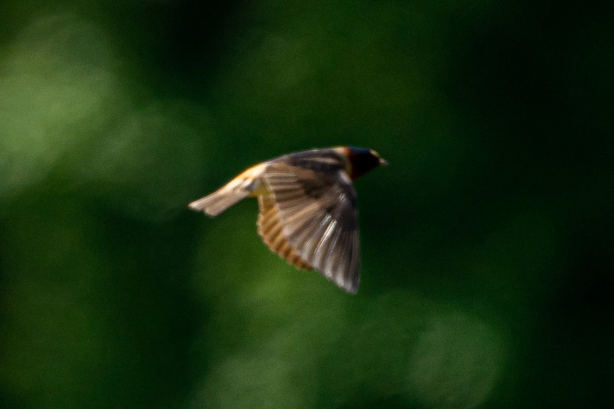 Cliff Swallow - ML645447236