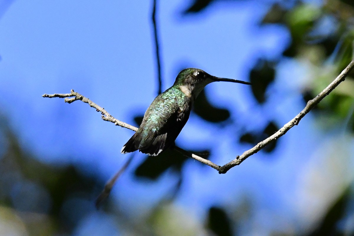 Ruby-throated Hummingbird - ML645447237
