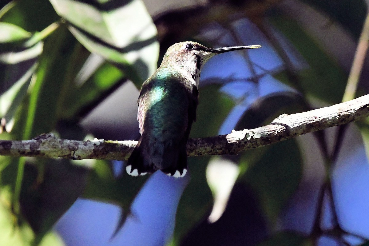 Ruby-throated Hummingbird - ML645447238