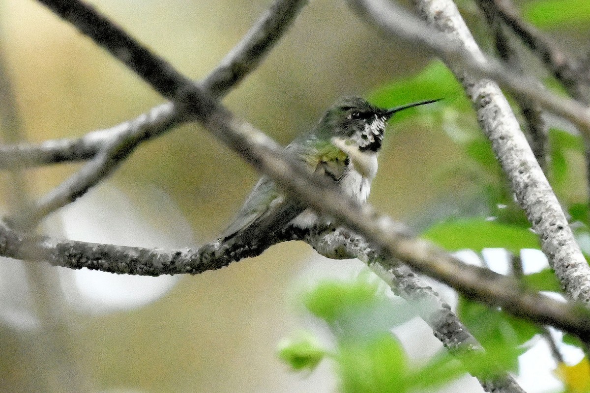 Ruby-throated Hummingbird - ML645447240