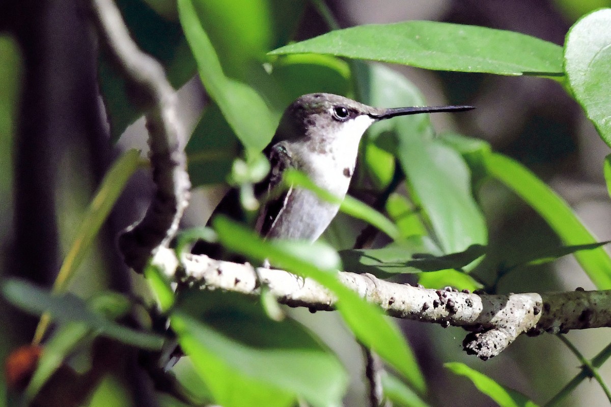 Ruby-throated Hummingbird - ML645447241