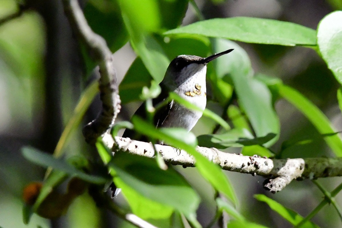 Ruby-throated Hummingbird - ML645447242