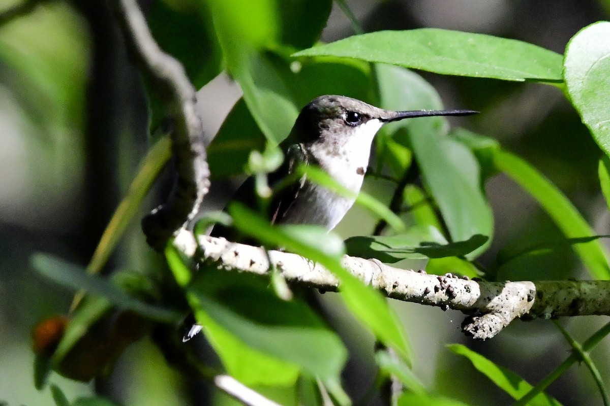 Ruby-throated Hummingbird - ML645447243