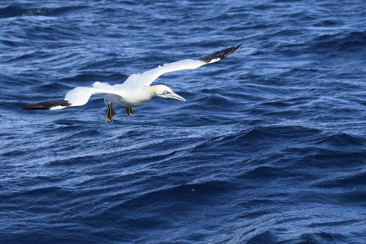 Northern Gannet - ML645447245